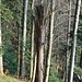 Zahnstocher gefällig?