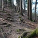 Über Holzstufen und Wurzeln geht es hinunter