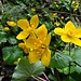 Die Sumpf-Dotterblumen gedeihen gut im morastigen Grund