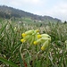 Frühlings-Schlüsselblumen auf dem Farnbööl