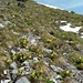 Gelbe Blumenpracht unterhalb des Gipfels