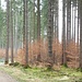 Anfangs verläuft die Wanderung lange im Wald, also muss ein reines Waldbild mit in den Bericht - wurst, dass eh jeder weiß, wie so ein Wald ausschaut!