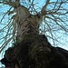 ALPE RICCOLA e superbi alberi secolari (5)