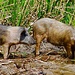 Schweine in der Bucht bei Cala di Luna.