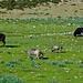 Rind Stier und Schweine auf der Weide.