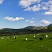 Schafe und Ziegen auf der Weide.
