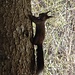 Ein Eichhörnchen demonstriert seine Kletterfähigkeiten: 8c+