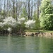 Blütenwunder am linken Ufer der Reuss