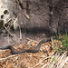 Vipera o biscia?