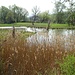 Tümpel beim Flachsee in der Reuss