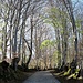 ..La bella strada lastricata sopra Cimadera