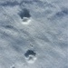 Un lupo? Trovandosi in Val Morobbia la cosa è possibile, d'altronde le orme sono grandi, e non sono accompagnate da nessuna traccia umana, il che porterebbe ad escludere che si tratti di un grosso cane.