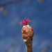 Frühling: Knospe einer Gemeinen Hasel (Corylus avellana), Haselstrauch oder Haselnussstrauch / Primavera: la gemma di un nocciolo (Corylus avellana)