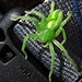 Schöne, Grüne Huschspinne (Micrommata virescens) ... wollte sich in unserem Rucksack verstecken:-) / voleva nascondersi nel nostro zaino
