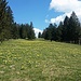 Nicht nur mit Krokuse, auch Zwerg Osterglocken wachsen hier auf dem Rücken des Chasseral