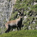 Ibex posing in front of the rocks