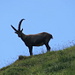 Ibex posing in front of the sky