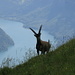 Ibex posing in front of Klöntalersee