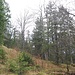 Schöner Bergmischwald, die häufig zu beobachtenden reinen Fichtenwälder hat es am Kranzberg nur selten