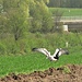 The left stork has caught a vole (Wühlmaus, arvicolina).