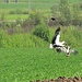 Red kite (Rotmilan, Milvus milvus) attacking stork with vole.