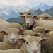 Sheep on the way over to Twäriberg