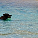 Artus beim Schwimmen an der Spiaggia di Capriccioli.