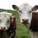 Two cows below Pfannenstöckli