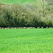 die Schafe werden auf die Weide getrieben, der Traktor fährt vor, die Schafe folgen