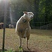 (69) ...Tourenbericht, denn Tiere kommen immer gut an. 
Dieses Schaf hat sich, wenn man genau hinsieht, NICHT im Maschenzaun verfangen. Aber es hat ein Anliegen! Nach Gespräch, Besinnung, Zuwendung...schade, daß es für Schafe keine Ruhebänke gibt!
Foto: [u mong]
