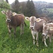 Neugierige Rinder