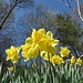 Osterglocke (Narcissus pseudonarcissus)