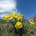 Osterglocke (Narcissus pseudonarcissus)