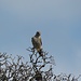 Turmfalke (Falco tinnunculus), ♂