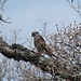 Turmfalke (Falco tinnunculus), ♂