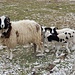 auf Jobert gefällt diese hübsche Schaffamilie ...
