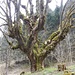 ein immens alter und mächtiger Baum ...
