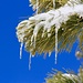 Icicles on the pine needles<br /><br />Picture from the first trial (3/31/2017)
