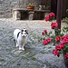 Dasio.. i fiori ed un tenero e curiosissimo gatto!<br /><br />Ciao a Tutti, la nostra camminata pasquale ormai è terminata! :-)