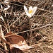 Crocus albiflorus Kit.<br />Iridaceae<br /><br />Croco bianco.<br />Crocus du printemps.<br />Frühlings-Krokus.