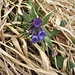 Anchusa officinalis L.<br />Boraginaceae<br /><br />Buglossa comune.<br />Buglosse officinale.<br />Echte Ochsenzunge.