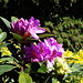 zur Abwechslung mal Rhododendron