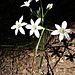 Ornithogallum umbrellatum L.<br />Asparagaceae (Liliaceae p.p.)<br /><br />Latte di gallina ad ombrella.<br />Dame d'onze heures.<br />Doldiger Milchstern.<br />