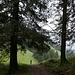 Lisière de forêt entre Farneralp et Schwarzenberg