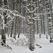 schön verschneiter Winterwald