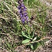Salvia pratensis L.<br />Lamiaceae<br /><br />Salvia comune.<br />Sauge des prés.<br />Wiesen-Salbei.