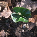 Fagus sylvatica L.<br />Fagaceae<br /><br />Faggio comune.<br />Hêtre.<br />Rot-Buche.