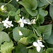 Viola alba Besser s.str.<br />Violaceae<br /><br />Viola bianca.<br />Violette blanche.<br />Gewoehnliches Weisses Velichen.