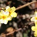 es wird Frühling