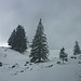 Winterlicher Flair vor Erreichen der Kappeler Alpe.